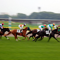 Photograph of horses racing