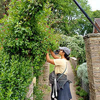 Someone tending to a climbing plant at the garden