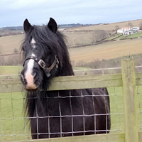 Photo of a horse looking over a fence