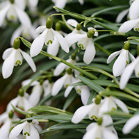 Close up photo of some snowdrops