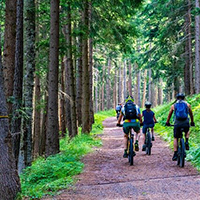 Photo of some people cycling on a track in some woods with tall trees around them