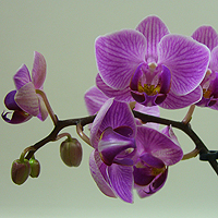 Photograph of orchids